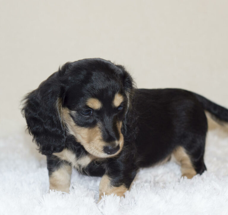 Dachshund Puppies